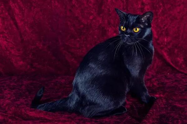哪些猫咪不掉毛，常见斯芬克斯猫、东斯基猫等品种
