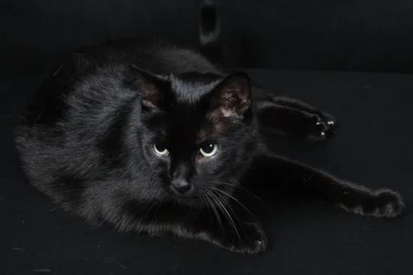 哪些猫咪不掉毛，常见斯芬克斯猫、东斯基猫等品种