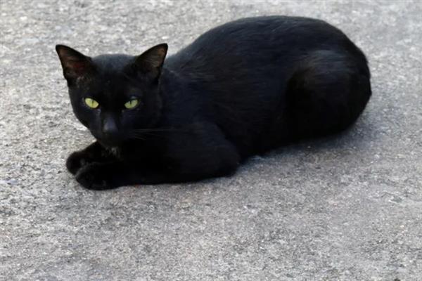 哪些猫咪不掉毛，常见斯芬克斯猫、东斯基猫等品种