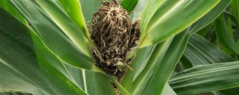 怎么防治高粱丝黑穗病,秋季深翻土壤可以减少菌源