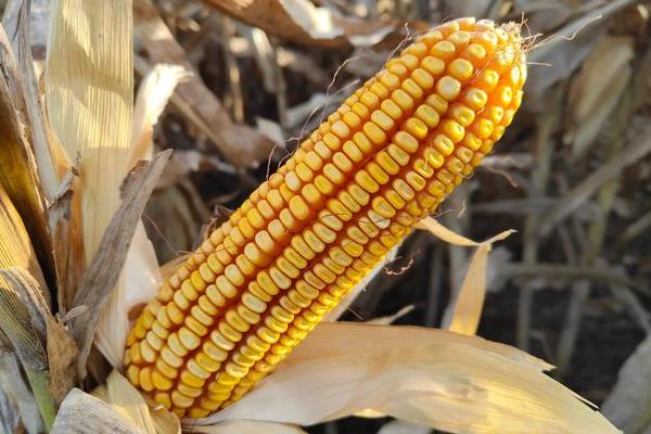 圳甜6号玉米种子特点