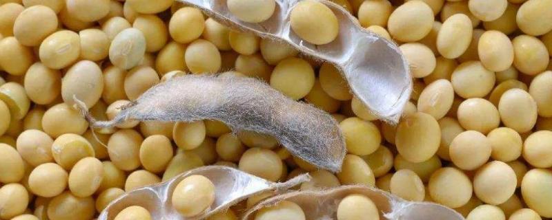 贡夏豆26大豆品种简介，该品种属夏大豆品种