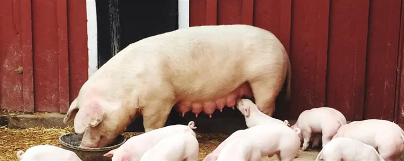 母猪如何配种才能多产仔，让它在排卵前2-3小时、发情后1-2天内完成配种