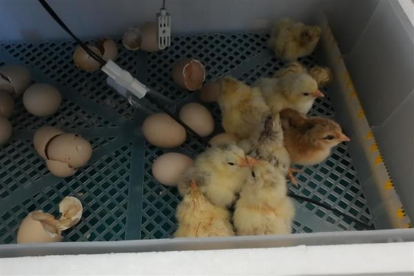 小鸡生长阶段，要经历卵期、育雏期、育成期、产蛋期