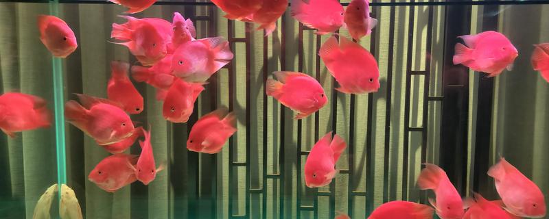 鹦鹉鱼的最佳水温，最佳生长水温是25-30℃