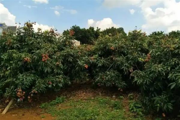 荔枝树怎么种植，对枝条消毒涂抹生根粉后再扦插