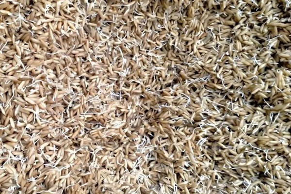 水稻如何种植,种植前需要催芽