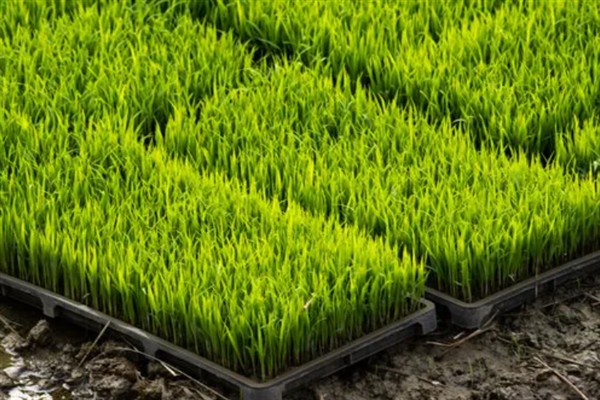 水稻如何种植,种植前需要催芽