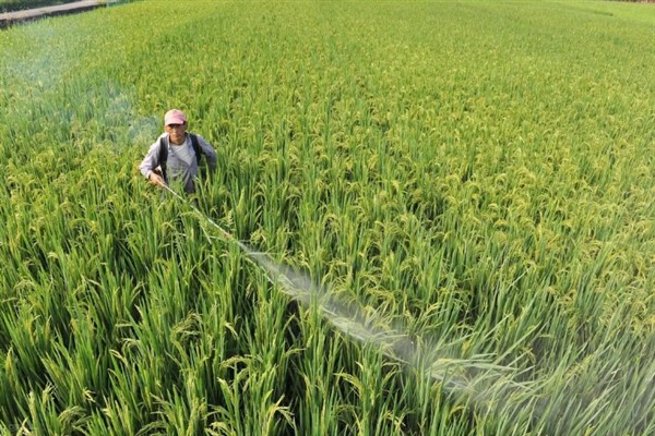 水稻如何种植,种植前需要催芽