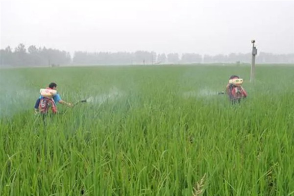 水稻如何种植,种植前需要催芽