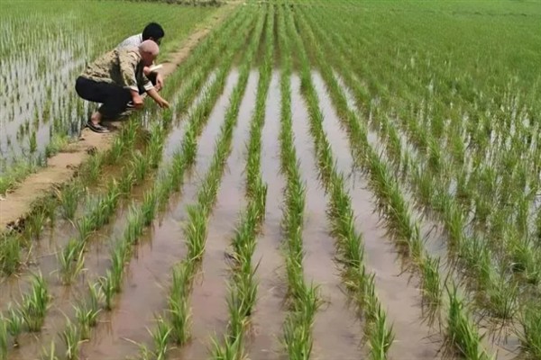水稻如何种植,种植前需要催芽