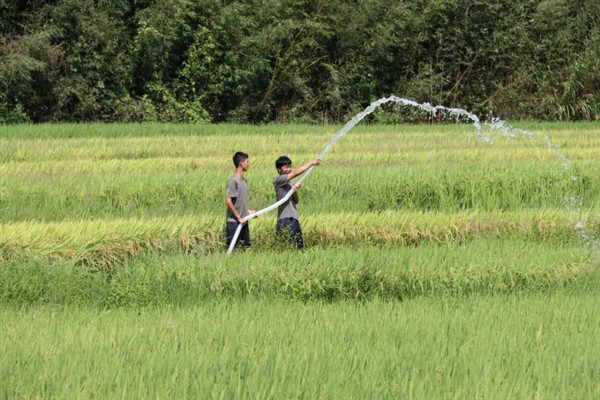 水稻如何种植,种植前需要催芽
