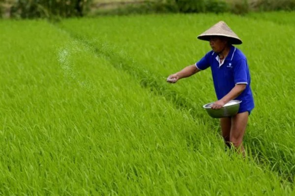 水稻如何种植,种植前需要催芽