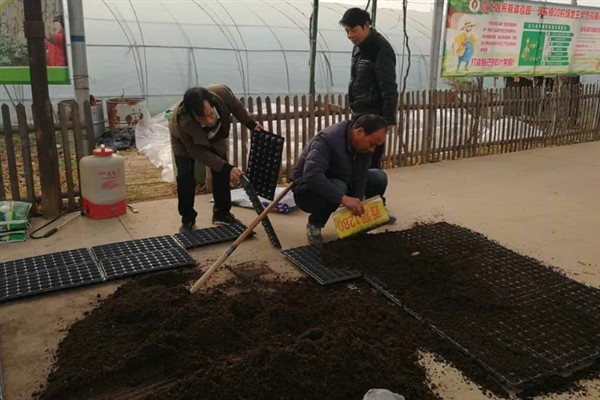 水稻如何种植,种植前需要催芽