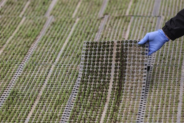 水稻如何种植,种植前需要催芽