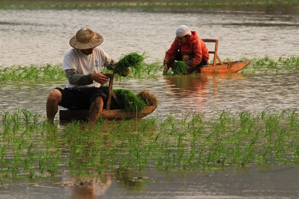 水稻如何种植,种植前需要催芽