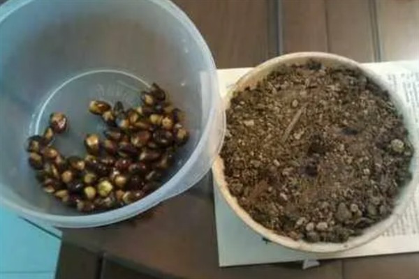 枇杷籽如何水培，每天都需要换水一次