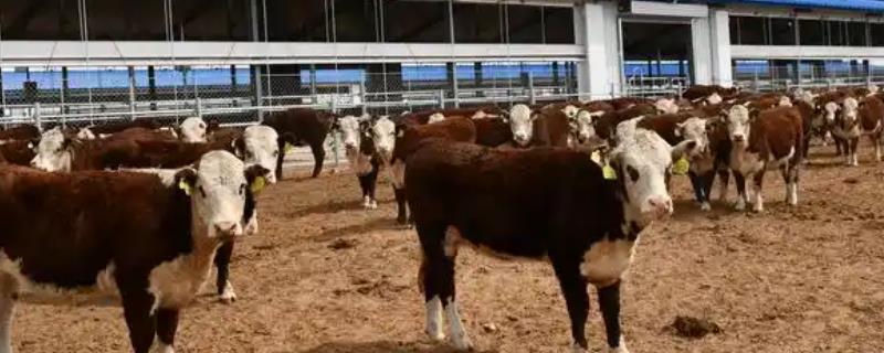 肉牛的种类，有西门塔尔牛、夏洛莱牛等