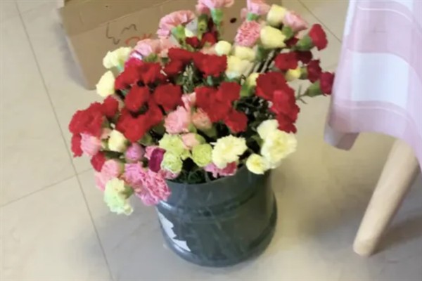 康乃馨买回家后如何处理，先对其进行醒花