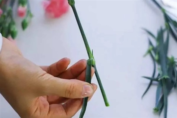 康乃馨买回家后如何处理，先对其进行醒花