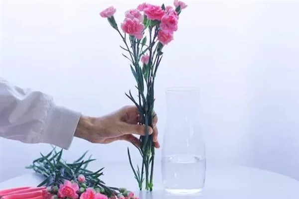 康乃馨买回家后如何处理，先对其进行醒花