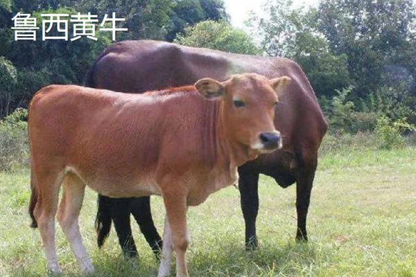 肉牛的种类，有西门塔尔牛、夏洛莱牛等
