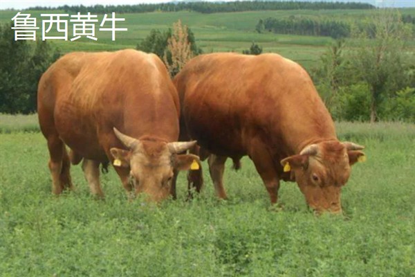 肉牛的种类，有西门塔尔牛、夏洛莱牛等