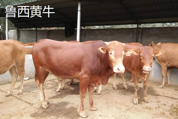 肉牛的种类，有西门塔尔牛、夏洛莱牛等