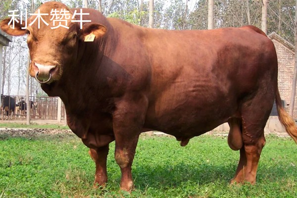 肉牛的种类，有西门塔尔牛、夏洛莱牛等