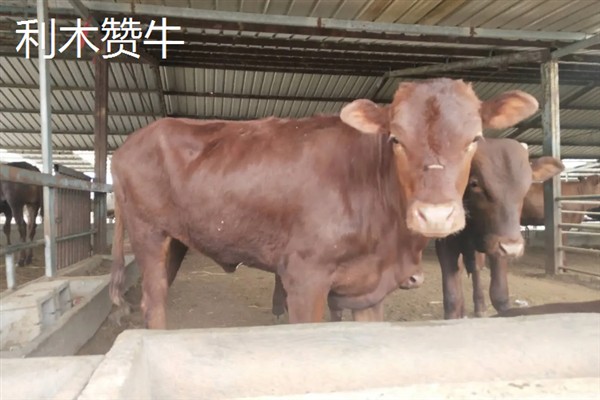 肉牛的种类，有西门塔尔牛、夏洛莱牛等