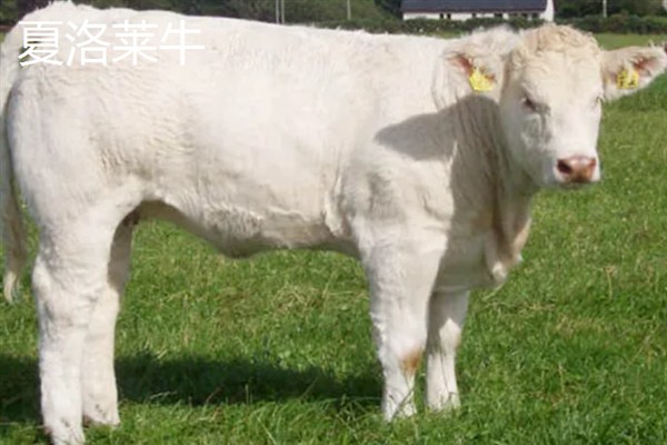 肉牛的种类，有西门塔尔牛、夏洛莱牛等