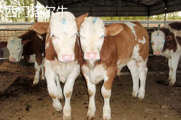 肉牛的种类，有西门塔尔牛、夏洛莱牛等