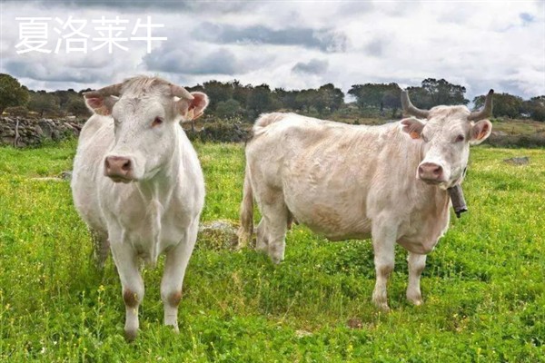 肉牛的种类，有西门塔尔牛、夏洛莱牛等