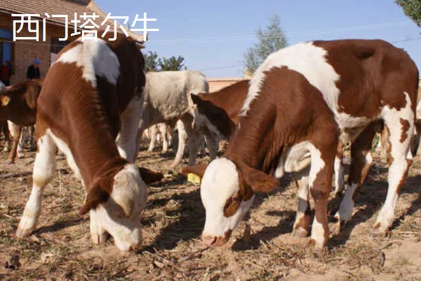 肉牛的种类，有西门塔尔牛、夏洛莱牛等