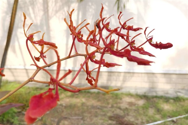 火焰兰的花语，寓意红红火火、激情等