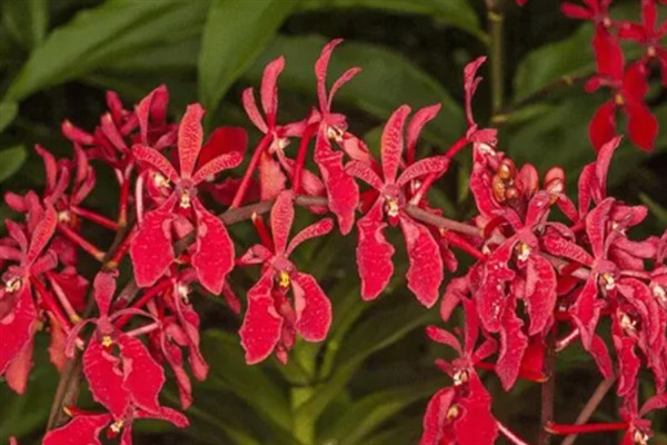 火焰兰的花语，寓意红红火火、激情等