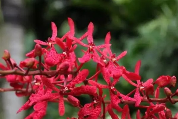 火焰兰的花语，寓意红红火火、激情等