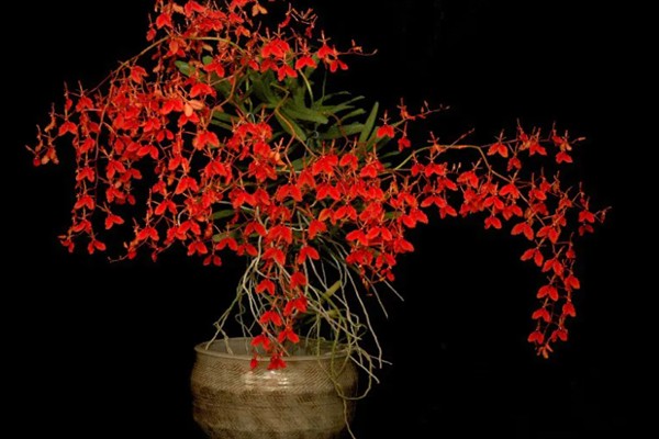 火焰兰的花语，寓意红红火火、激情等