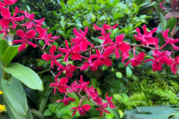 火焰兰的花语，寓意红红火火、激情等