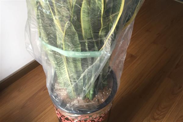 虎皮兰叶子发黄如何处理，被强光照射后要养在阴凉处并浇水