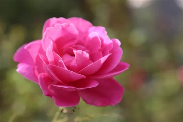 花有什么结构，由花梗、花托、花萼等部位组成