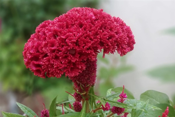 花有什么结构，由花梗、花托、花萼等部位组成