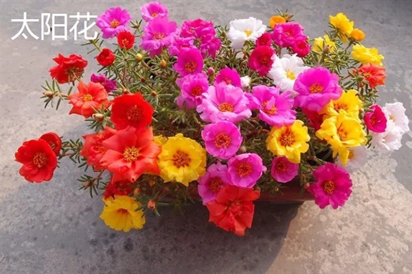 花有什么结构，由花梗、花托、花萼等部位组成