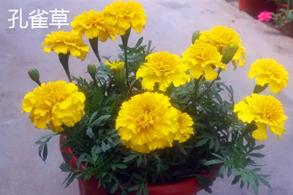 花有什么结构，由花梗、花托、花萼等部位组成
