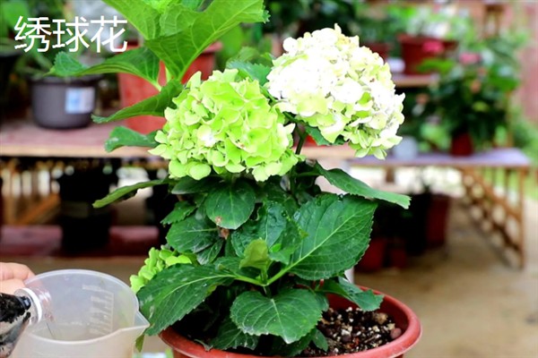 花有什么结构，由花梗、花托、花萼等部位组成