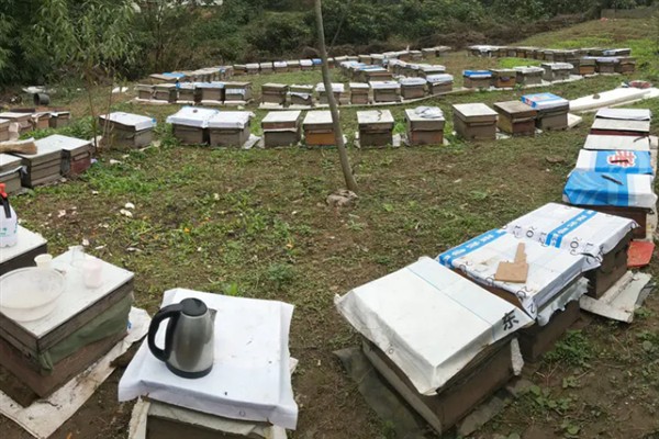 阿坝蜂是否适合全国养殖，全国均可养殖特别是北方地区