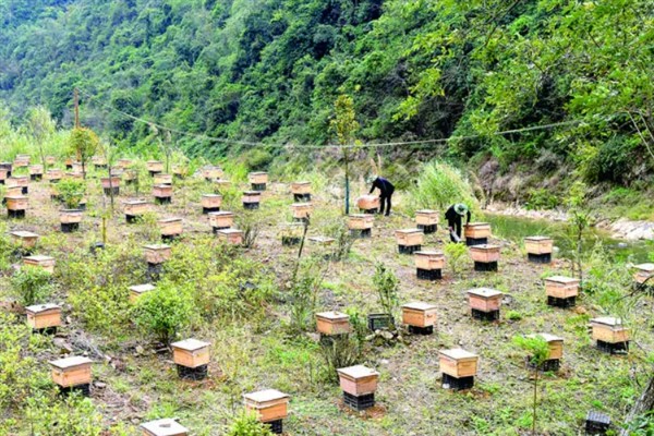 阿坝蜂是否适合全国养殖，全国均可养殖特别是北方地区
