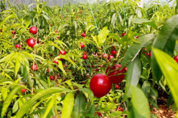 油桃的生长条件,年降水量要达到500-800毫米