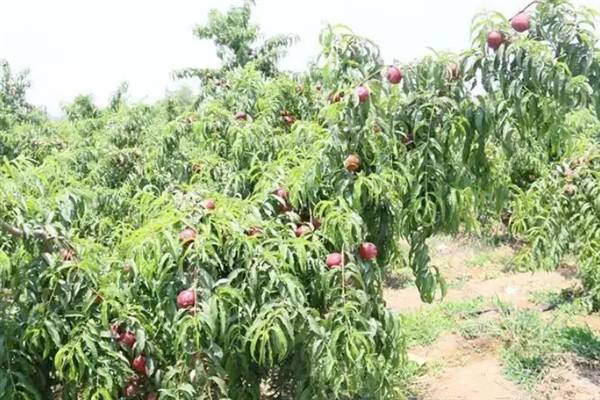 油桃的生长条件,年降水量要达到500-800毫米