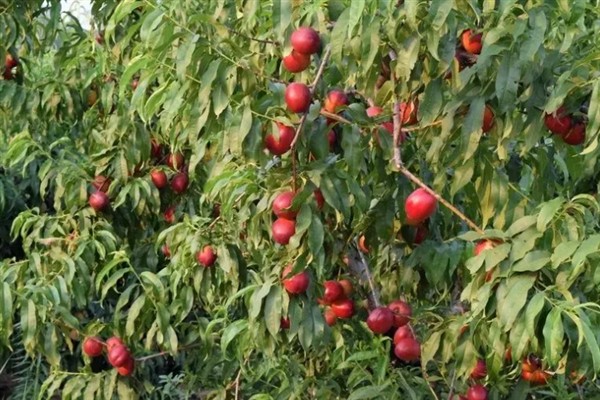 油桃的生长条件,年降水量要达到500-800毫米